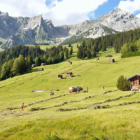 Heuernte in Strengen am Arlberg